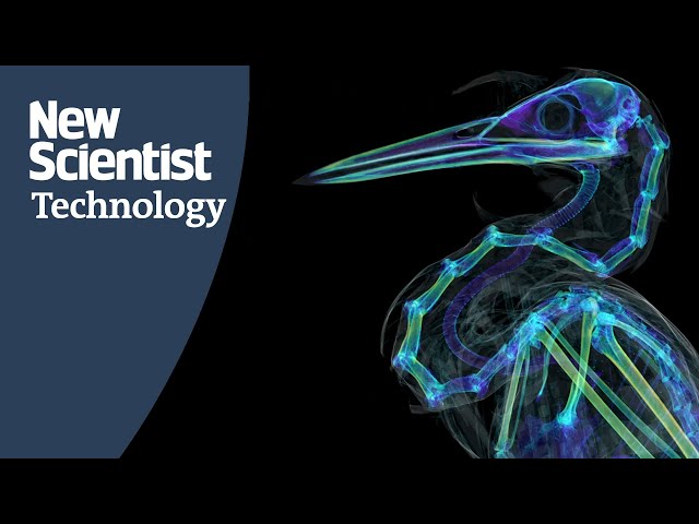 Digital 3D scans of thousands of vertebrates reveals hidden secrets
