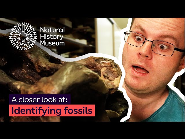 A closer look at identifying fossils
