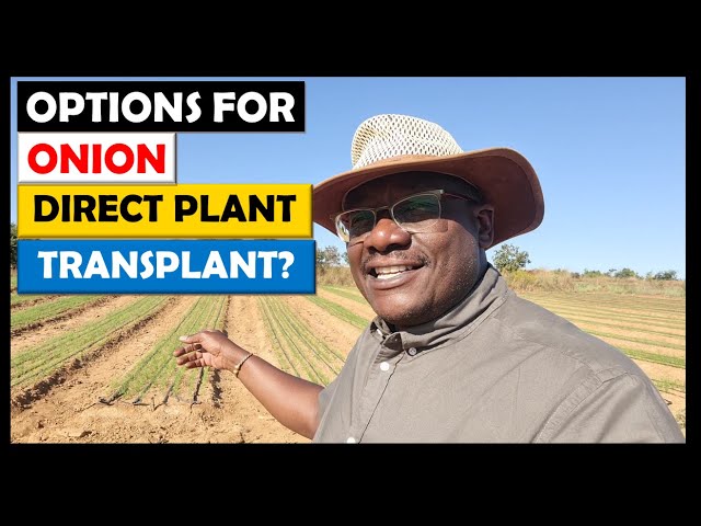 Onion Farming in Zambia: 2022 Update 4 (May 25): Onion on Westgate: Transplanted vs Direct Seeded