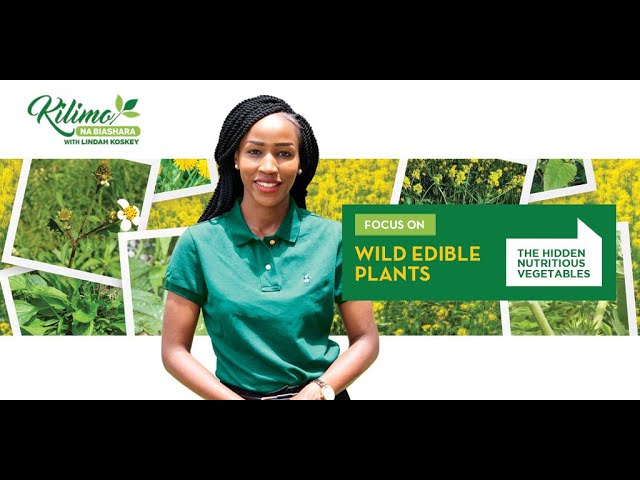 Focus on Wild Edible Vegetables |  Kilimo Na Biashara