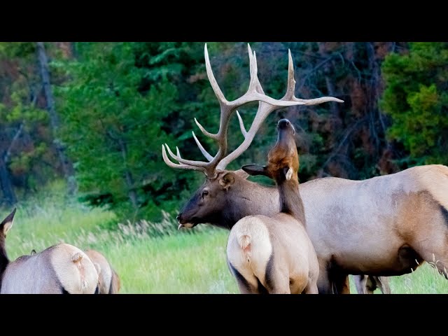 The Elk Rut