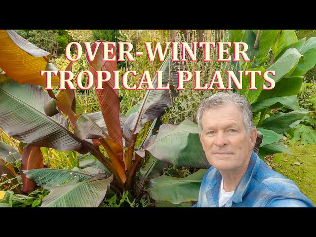 How I over-Winter Tropical Plants - October  2023