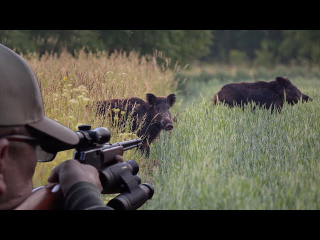 Hunting Wild Boar with 22mag! 2 Wild Boar at one time!  {Catch Clean Cook} I fed the Neighborhood!