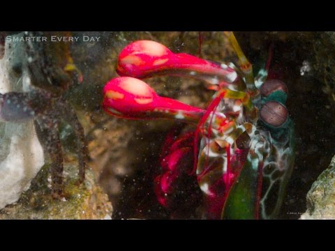 Great Barrier Reef - Deep Dive