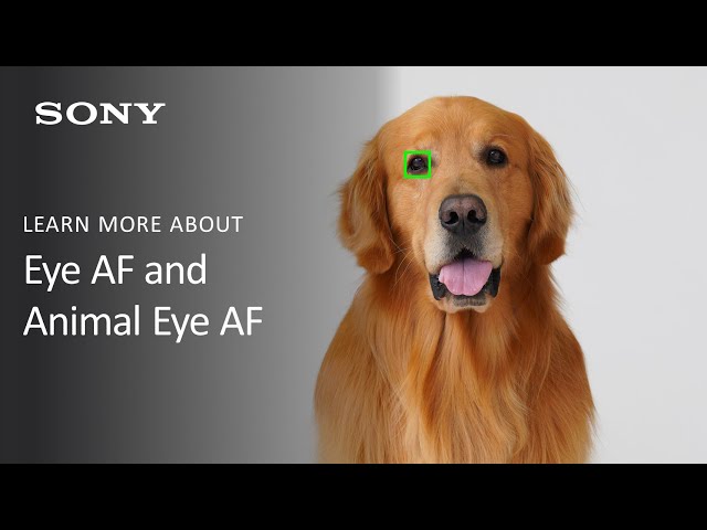 Sony Alpha Camera Feature Overview | Real-time Eye AF for Humans and Animals