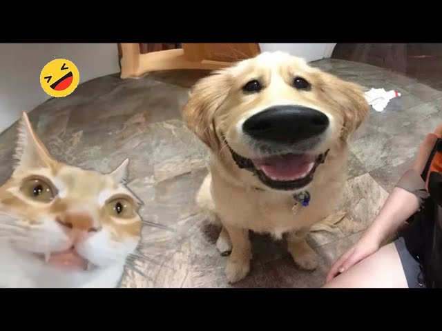 Best Funniest Animal Videos 2024 😅 - When Your Dogs And Cats as Your Daily Dose of Joy