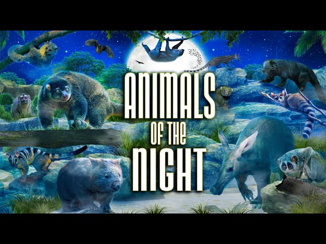 Zoo Tours: Memphis Zoo's Animals of the Night Member Preview