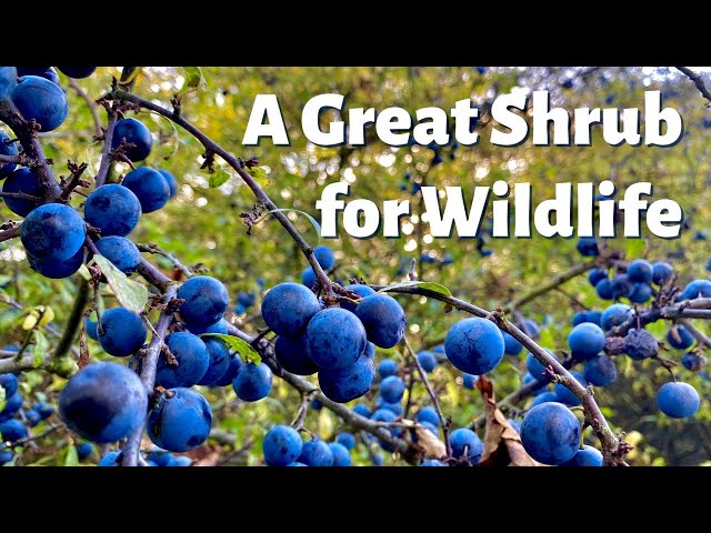 Blackthorn - A Great Shrub / Small Tree for Wildlife - 4K