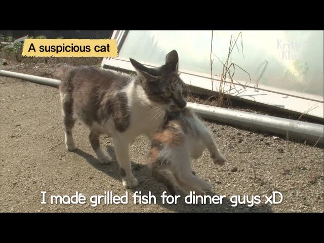 Cat Adopts Abandoned Kittens LOL | Kritter Klub