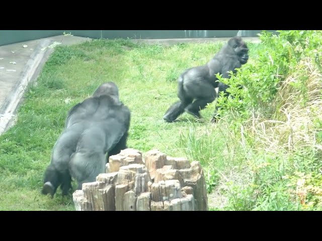 Silverback sanctions son for beating female gorilla｜Shabani Group