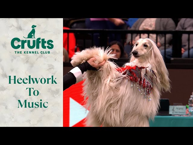 Ever Seen An Afghan Hound Do This? Paw Perfect Heelwork To Music Routine at Crufts 😍😍