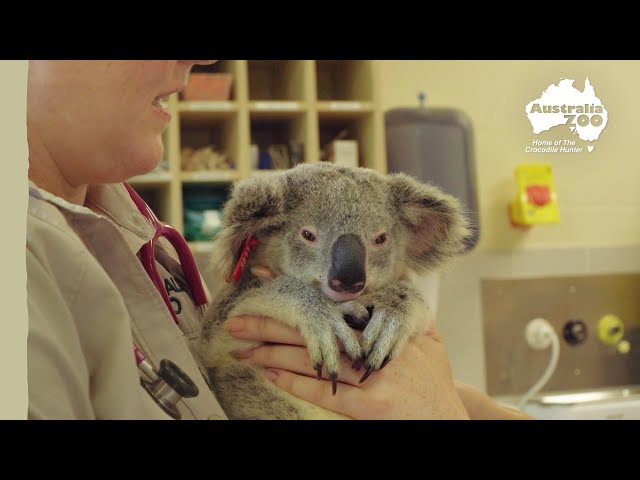 Australia Zoo Wildlife Hospital vaccinate koalas | Wildlife Warriors Missions