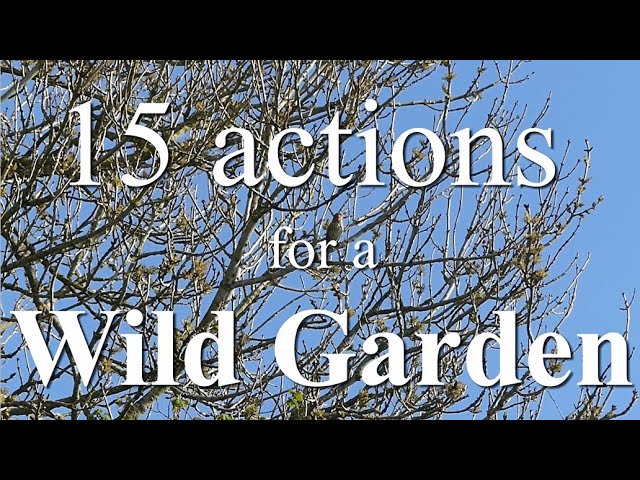 15 Actions to create a Wildlife Garden. Nature needs help. Helping nature.