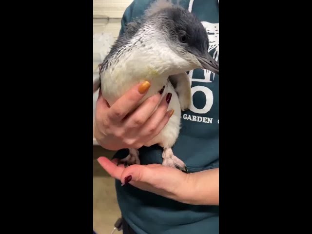 WATCH: Cincinnati Zoo penguin get first swim lessons