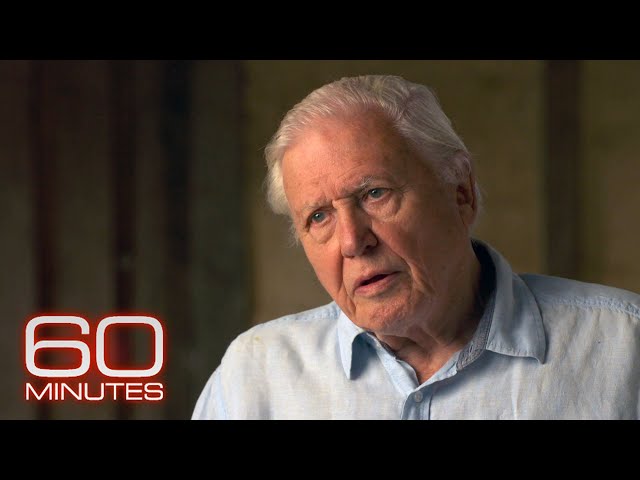 Sir David Attenborough: The 60 Minutes Interview