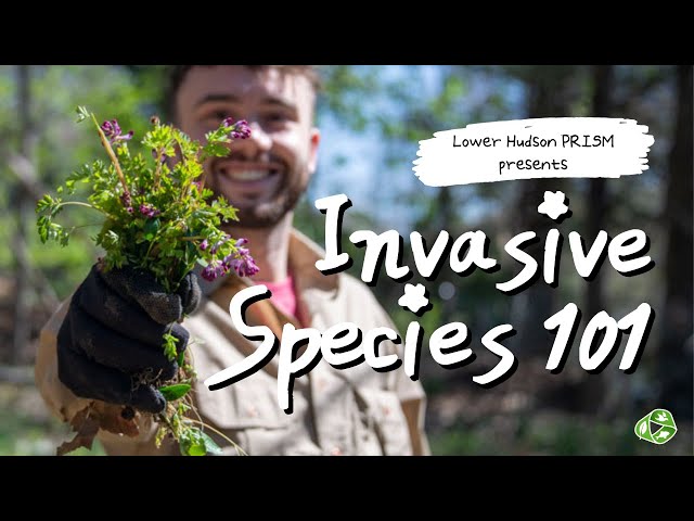 Invasive Species 101