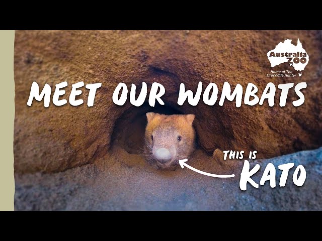 Walking with Wombats | Australia Zoo Life