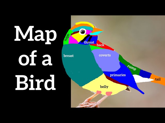 Map of a Bird - External Bird Anatomy