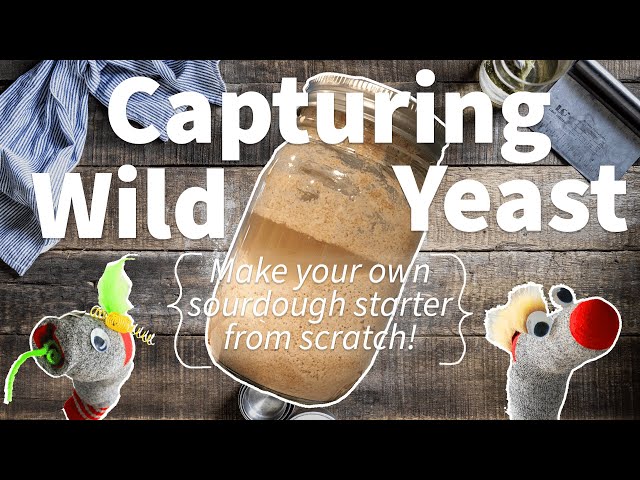 Capturing Wild Yeast 🍞