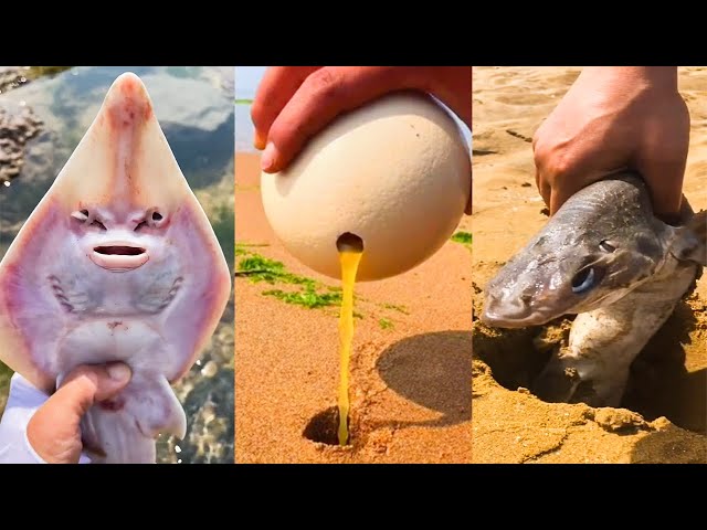 10 Strange Sea Creatures Found Stranded on Beaches - Seafood Catching Video #1