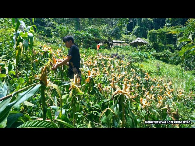 Weeding the sugarcane garden, drying and preserving corn, Harvesting peanuts | Buing Life - Day 45
