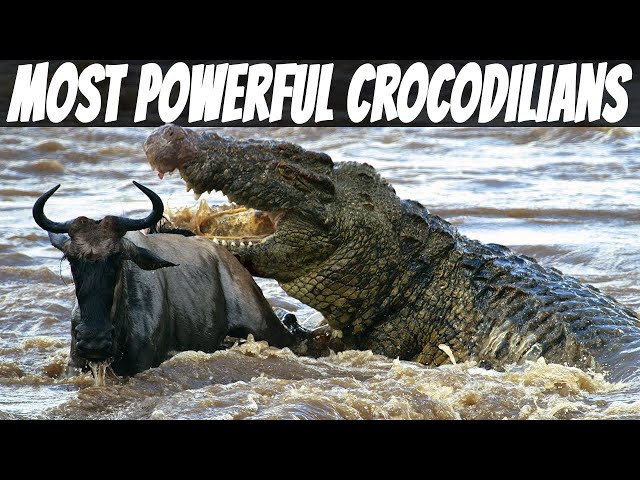 TOP 10 Most Powerful Crocodilians In The World