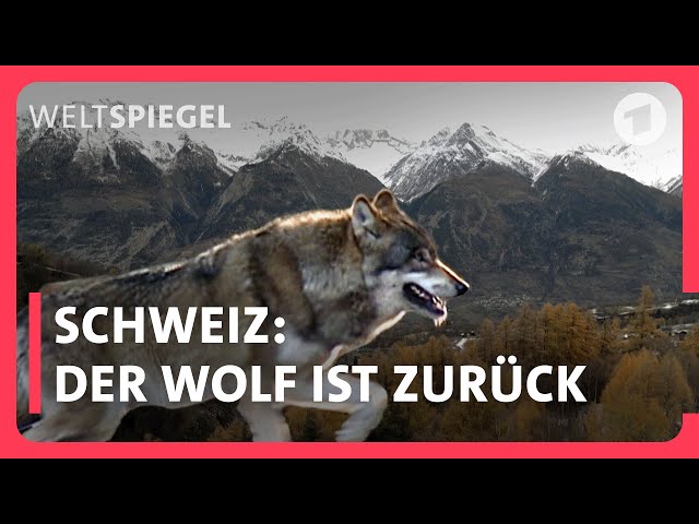 Schweiz: Der Wolf ist zurück - abschießen oder akzeptieren?