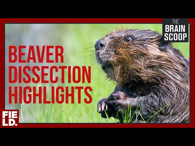 Beaver Dissection HIGHLIGHTS!