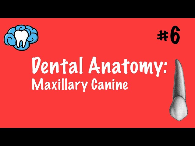 Dental Anatomy | Maxillary Canine | INBDE