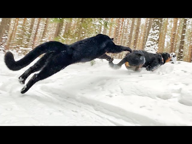Winter walks of panther Luna & Сo 😸❤️