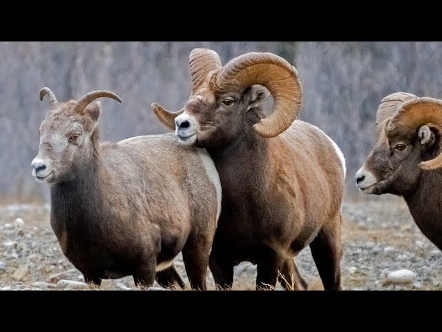 Big Rams Fighting for Mates