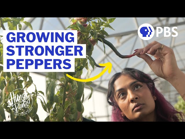 Inside the World's Only Chile Pepper Institute