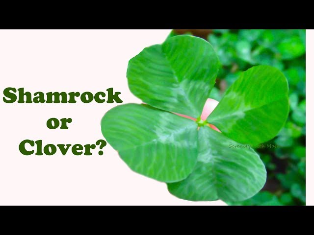 St. Patrick's Day I What's the Difference between a Shamrock and a Clover?