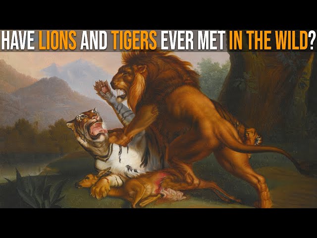 Have Lions and Tigers Ever Met In The Wild?