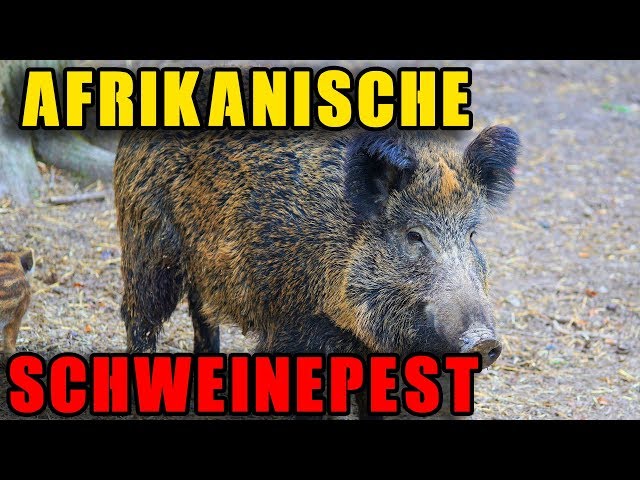 Afrikanische Schweinepest als falsche Hoffnung? Folge 6
