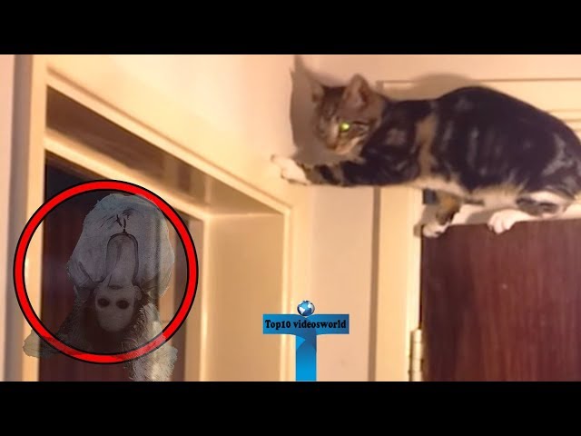 Top 10 Scary Ghost Sightings By Pets Caught on Tape