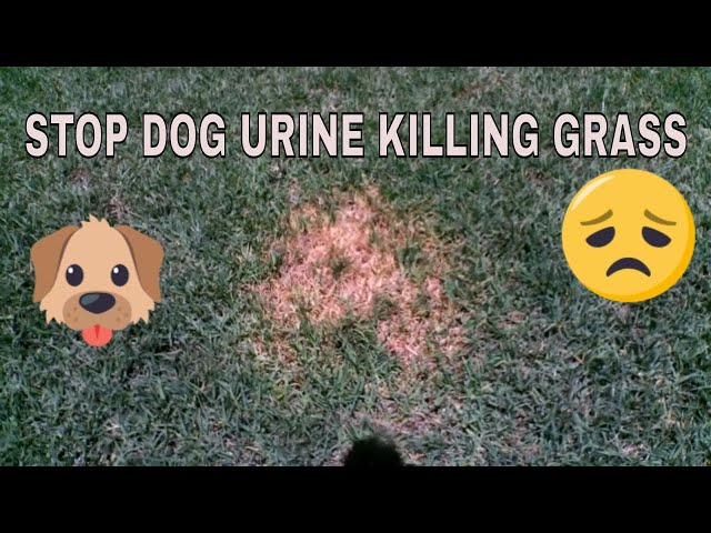 HOW TO PREVENT DOG URINE SPOTS & STOP DOG URINE KILLING GRASS