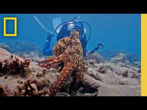National Geographic Newest Videos