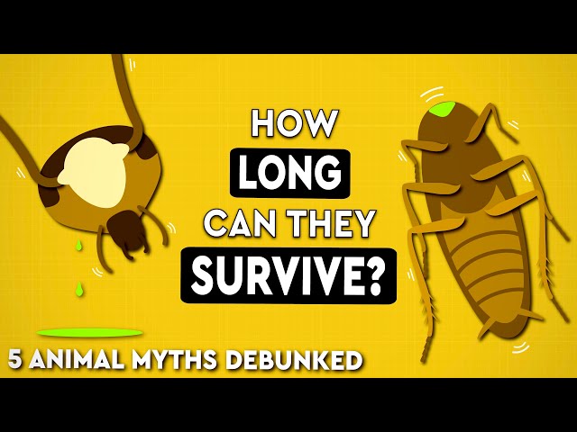5 Common Animal Myths DEBUNKED