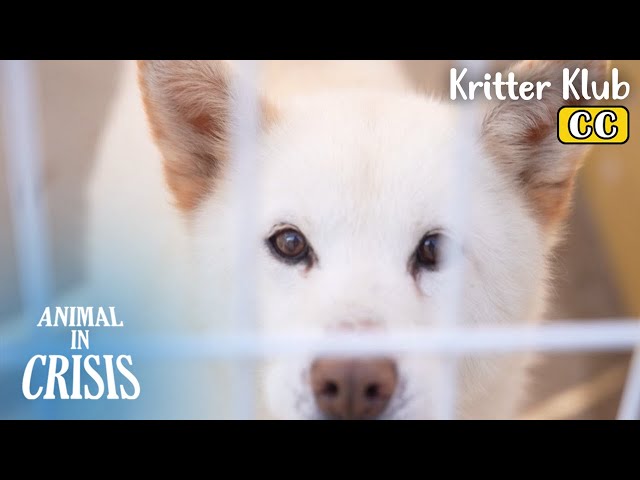 Reality Of Old Rescued Dogs l Animal in Crisis Ep 408
