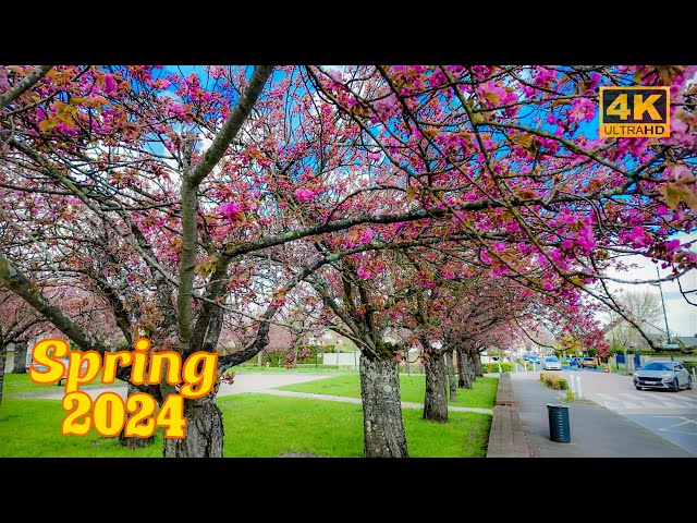 Paris, France🇫🇷 - Cherry Blossom 2024 - Spring walk in Paris 4K HDR | Paris 4K | A Walk In Paris