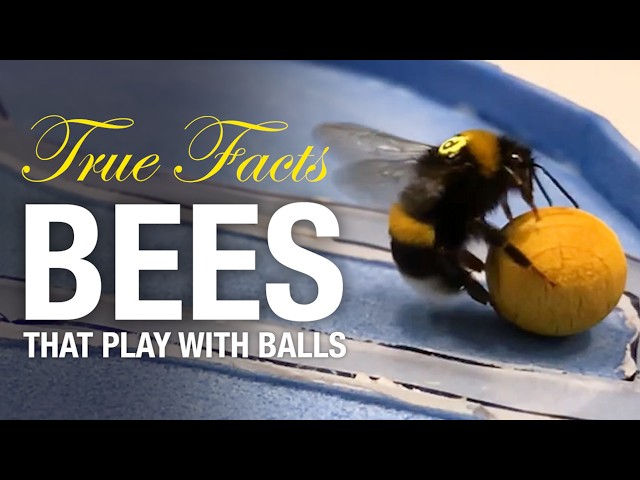 True Facts: Bees That Can Do Math!