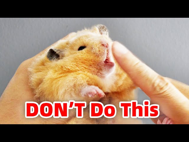 How To Pick Up Hamsters Without Being Bitten