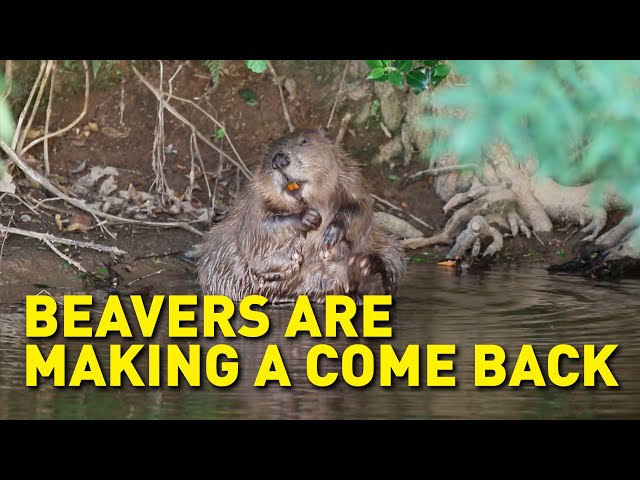 Beavers at work: only humans and elephants have a greater impact on life around them