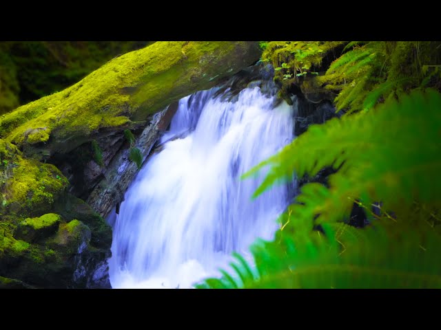 Waterfall Sounds White Noise for Sleep, Focus, Studying | 10 Hours