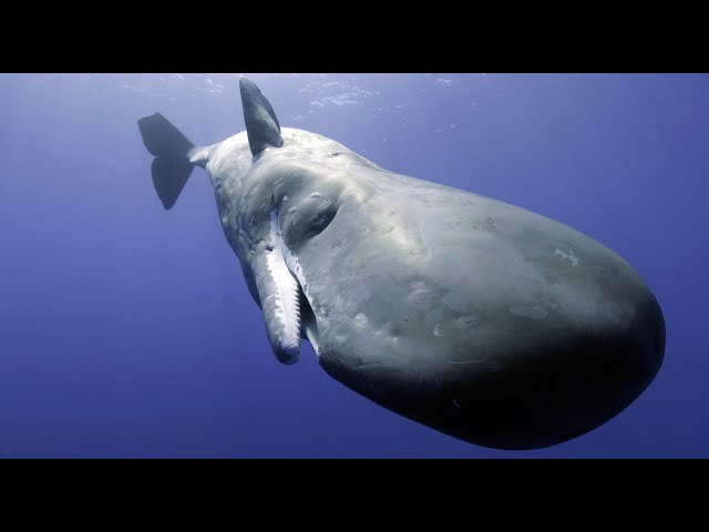 Sperm Whale Attempts To Communicate With Robotic Spy Whale!