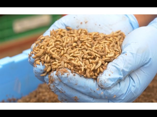 Episode 4: Feeding and rearing black soldier fly larvae