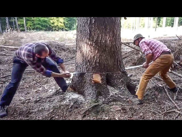 Dangerous Fastest Skill Felling Tree Powerful Chainsaw Machines, World's Biggest Tree Cutting Down