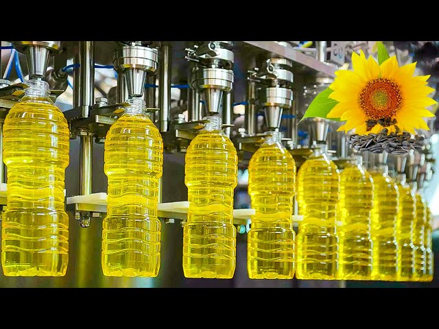 Mega Sunflower Oil Factory | How Sunflowers are Harvested & their Oil Extracted