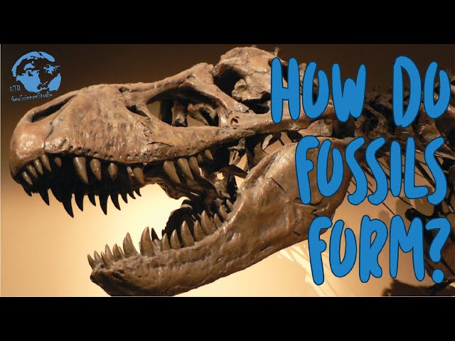 How do Fossils Form?